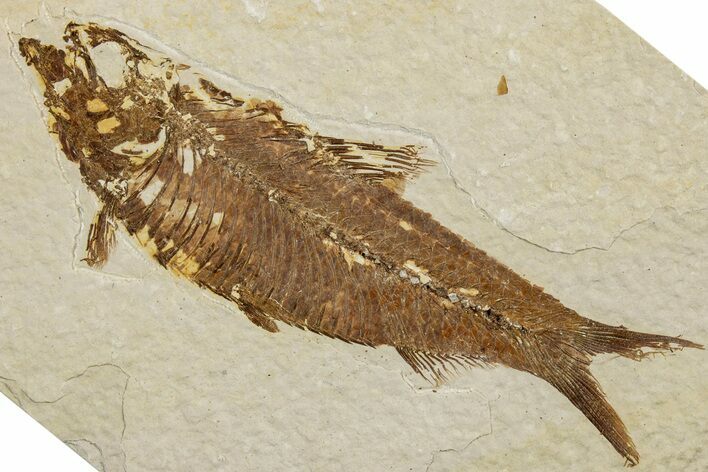 Fossil Fish (Knightia) - Wyoming #233155